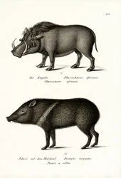 Warzenschwein, 1824